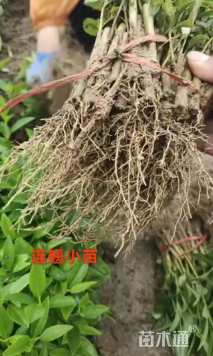 高度15厘米连翘