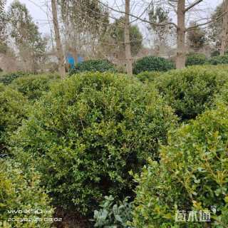 冠幅100厘米瓜子黄杨球