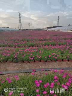 高度20厘米欧石竹