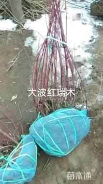 高度150厘米红瑞木