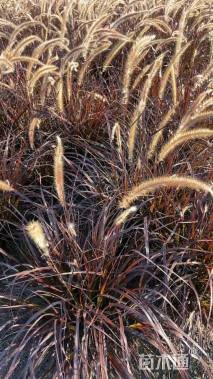 高度30厘米紫叶狼尾草