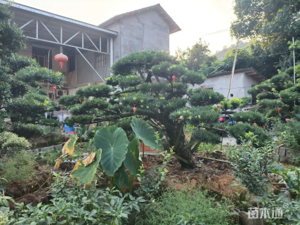 移栽苗造型罗汉松