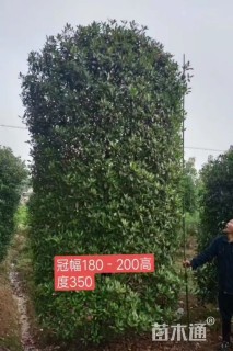 高度300厘米红叶石楠柱