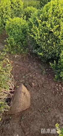 高度100厘米胶东卫矛
