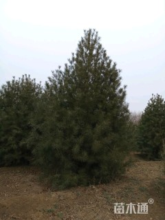 移栽苗白皮松