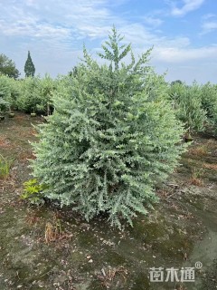 高度150厘米细叶合欢