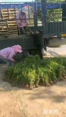 高度40厘米瓜子黄杨