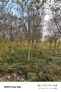 高度400厘米红花紫薇