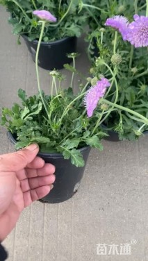 高度25厘米菊花