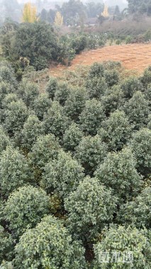 12公分红花深山含笑