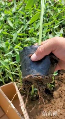 高度25厘米再力花