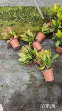 高度40厘米洒金变叶木