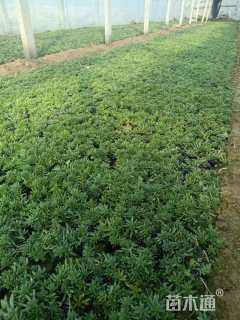 高度10厘米佛甲草