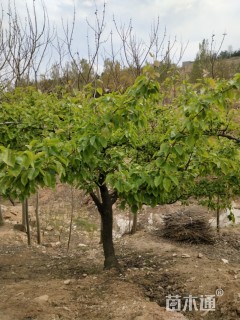 26公分梨树