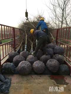 10公分高杆染井吉野樱