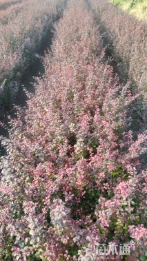 高度60厘米紫叶小檗