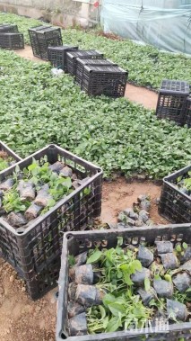 高度10厘米松果菊