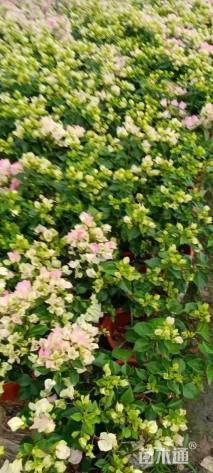高度50厘米非洲茉莉球