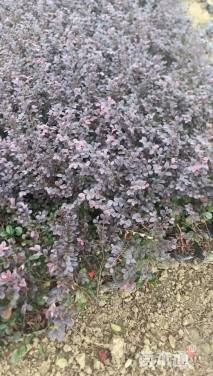 高度7厘米三色堇