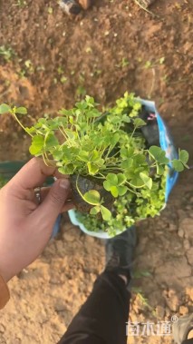 高度10厘米红花酢浆草