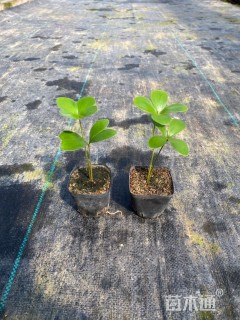 裸干高10厘米墨西哥铁树