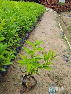 高度20厘米鸳鸯茉莉