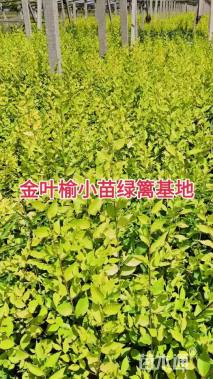 高度100厘米金叶榆小苗