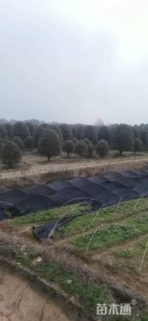 18公分红叶石楠