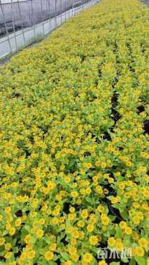 高度15厘米皇帝菊