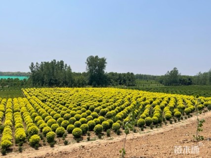 冠幅200厘米金叶女贞球