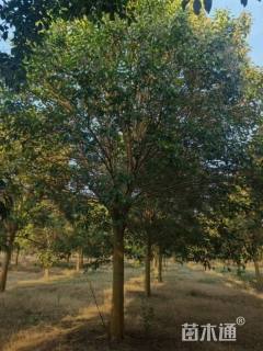 18公分大叶女贞