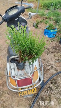 高度25厘米满天星