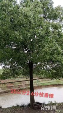 25公分香樟