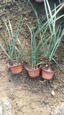 高度15厘米石蒜