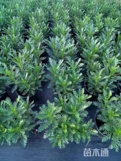 高度30厘米黄金菊