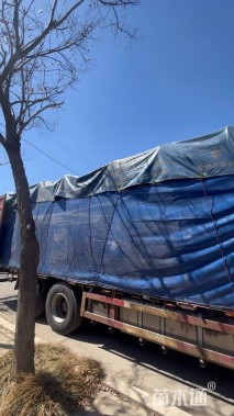 高度15厘米白三叶