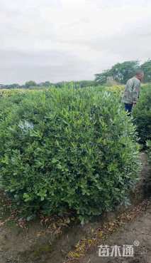 冠幅150厘米海桐球