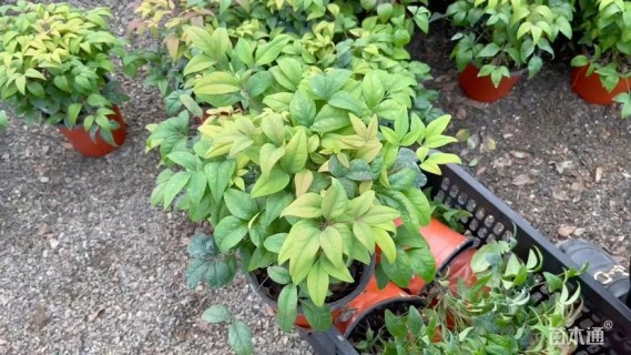 高度30厘米火焰南天竹