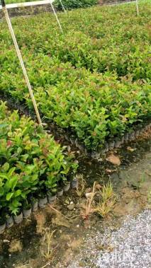 高度30厘米油茶