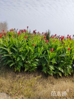 高度60厘米红花美人蕉
