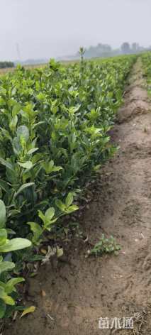 高度80厘米卫矛