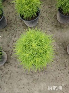 高度30厘米地肤