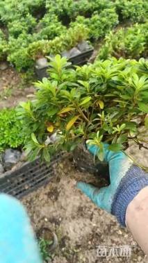 高度20厘米杜鹃