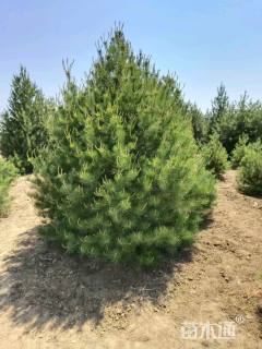 高度250厘米白皮松