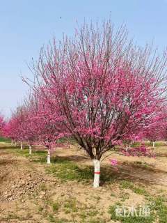 13公分菊花碧桃