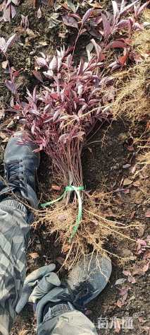 高度10厘米密枝红叶李