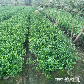 高度30厘米小叶栀子