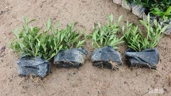 高度15厘米栀子花