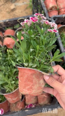 高度20厘米石竹