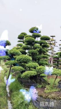 30公分造型榔榆